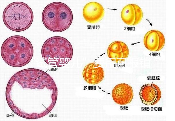 “試管嬰兒”費用可報銷！11月1日起，患者可在柳人醫享受新政迎“好孕”