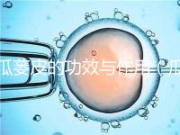 瓜蔞皮的功效與作用(瓜蔞皮的功效與作用與主治)