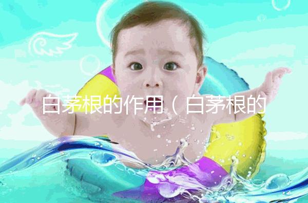 白茅根的作用(白茅根的作用和功能主治)