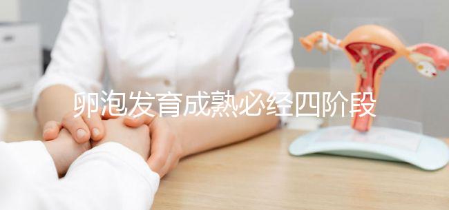 卵泡發(fā)育成熟必經(jīng)四階段，不同時期都可能出現(xiàn)閉鎖卵泡