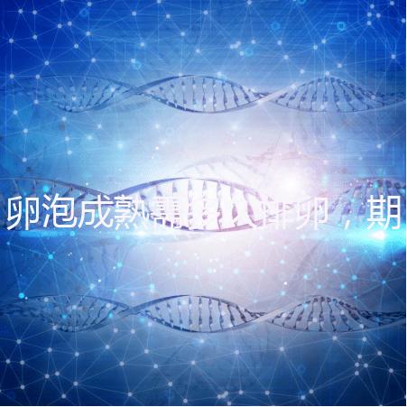 卵泡成熟需多久排卵，期間如何護理可提高受孕率