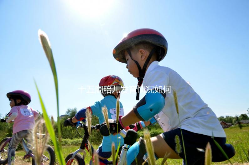 十五周胎兒發育情況如何？