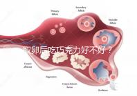 取卵后吃巧克力好不好？食用后的6大益處都在這