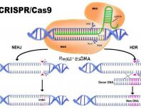 加班讓90后年輕人沒時(shí)間結(jié)婚生娃？網(wǎng)友：貧窮是避孕良方