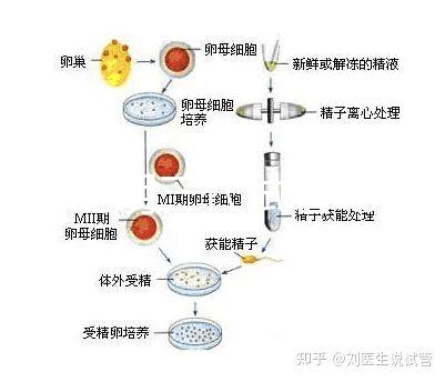 云南昆明三代試管助孕費用貴不貴呢？三代試管懷孕費用參考表！