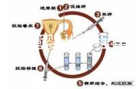 三代試管嬰兒全程詳解:從體檢到胚胎移植的每一步