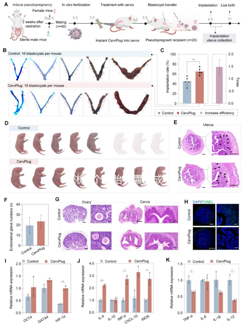 探析5個胚胎養囊的成功率,沒有成功這4點是主要影響因素