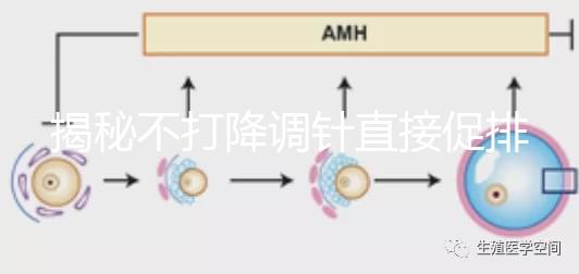 揭秘不打降調(diào)針直接促排的影響，是否妨礙懷孕一目了然