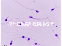 德州正規(guī)男科醫(yī)院排行榜分享！2024哪個最好一看便知