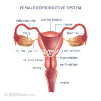 幼稚子宮是怎么回事,2點(diǎn)后果嚴(yán)重到無法接受