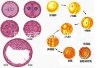 邵逸夫醫(yī)院試管嬰兒多少錢?全部費用明細(xì)為你一一列出