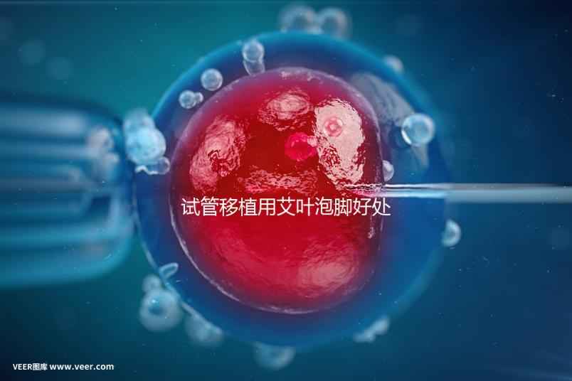 試管移植用艾葉泡腳好處多，幫助胚胎著床僅為其作用之一