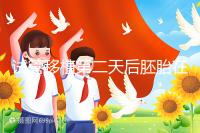 試管移植第二天后胚胎在干嘛！子宮內游走居無定所