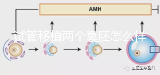 試管移植兩個囊胚怎么樣？成功率高嗎？