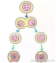 試管嬰兒的準(zhǔn)備工作(試管嬰兒的準(zhǔn)備工作有哪些)