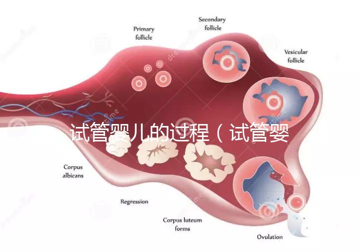 試管嬰兒的過(guò)程(試管嬰兒的過(guò)程步驟及時(shí)間)