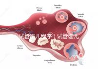 試管嬰兒程序(試管嬰兒程序和時間)