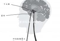 試管 卵泡28（試管卵泡28了才打夜針）