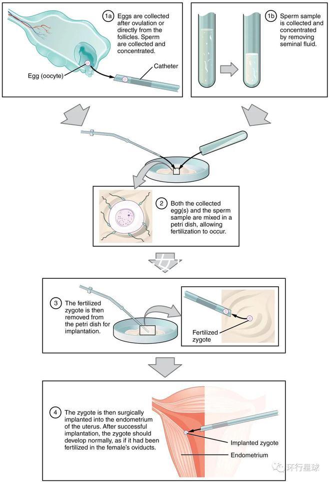 貴陽未婚子女戶口如何向婦女介紹，附2024年結算流程