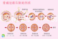 赴美買精生子:DC創(chuàng)始人葉海洋怒砸50萬生下五國(guó)混血兒