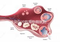 誰說白片吃完例假就到,人流停用優(yōu)思悅來月經(jīng)時(shí)間了解下