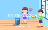 龍和狗在一起會(huì)怎么樣?相沖可以這樣解決