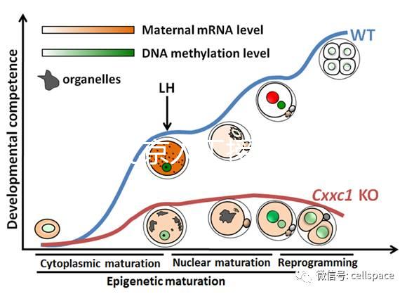 2024北京人工授精私立醫院排名專欄，哪家好看完有數